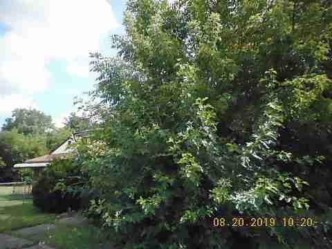 8916 Isham St (7)_m.jpg